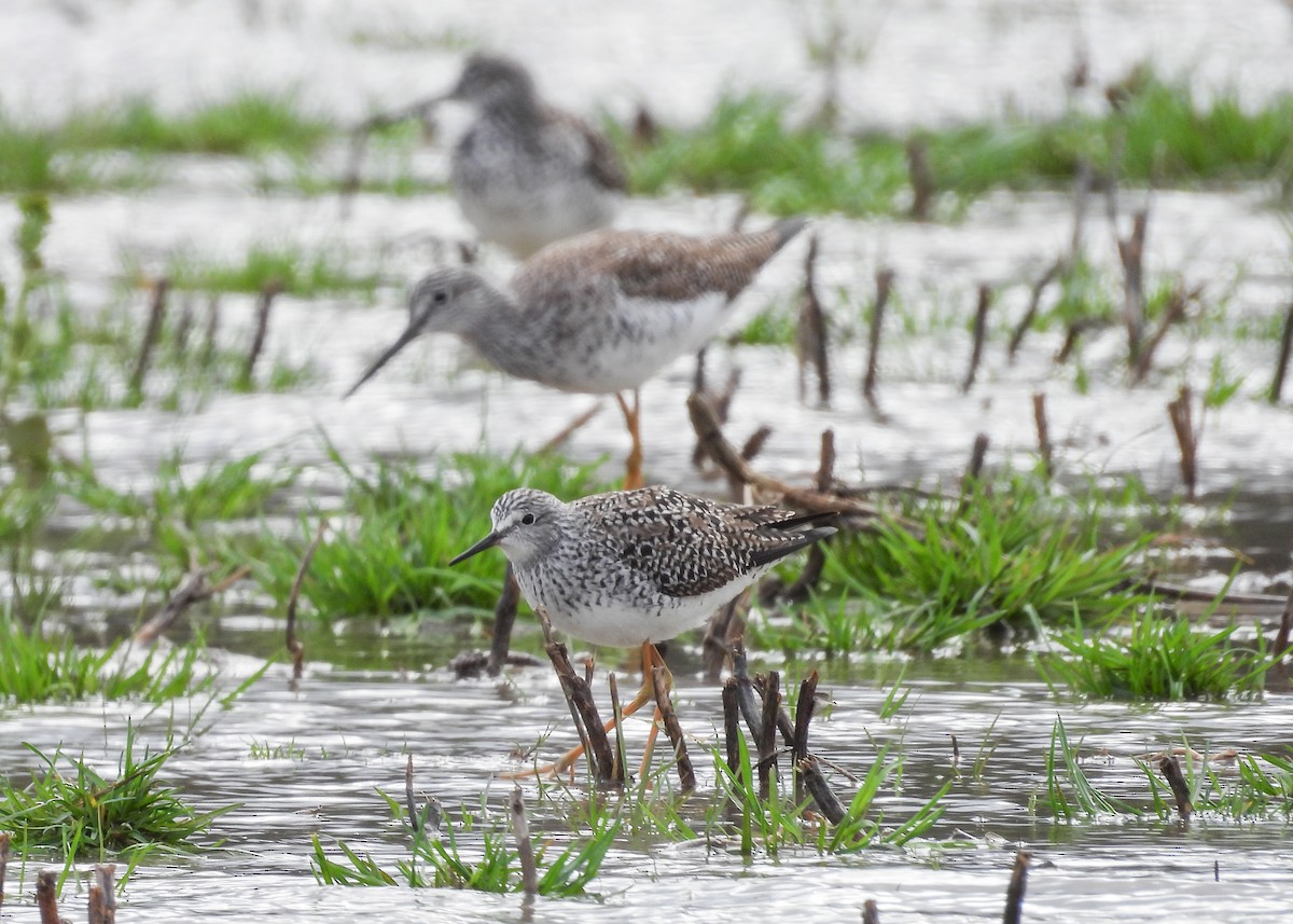 Lesser Yellowlegs - ML617336432