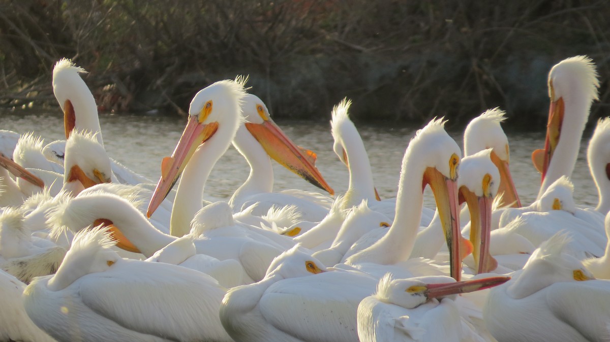 American White Pelican - ML617336462