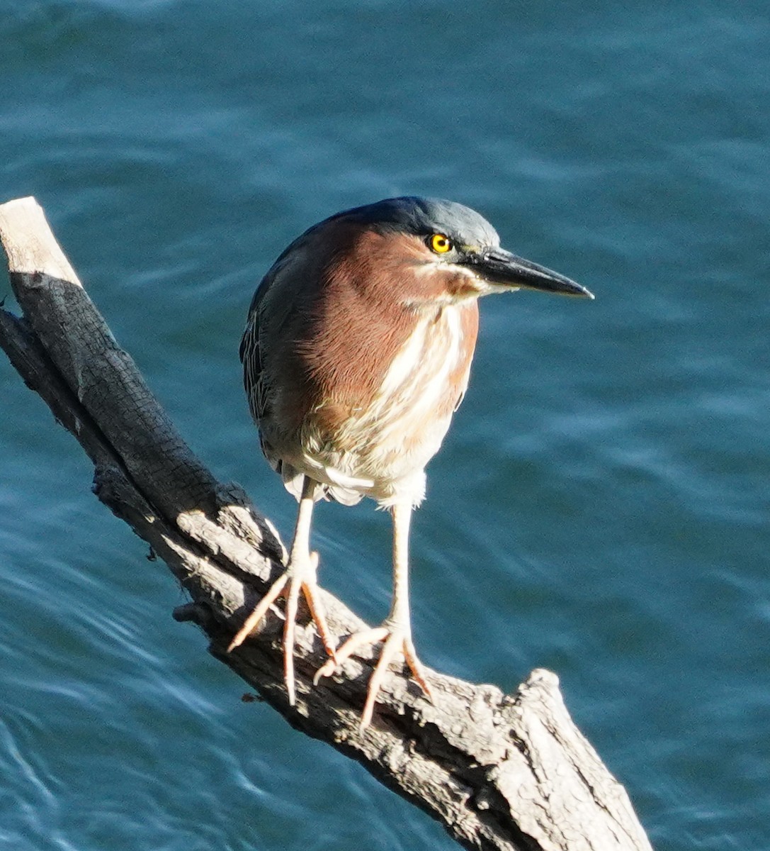 Green Heron - ML617336466