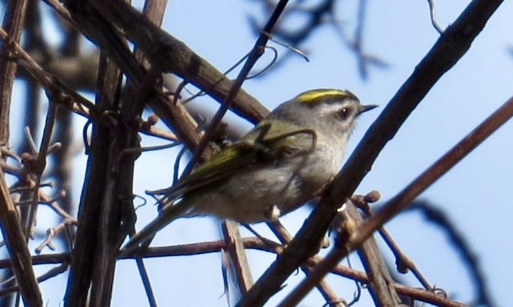 králíček zlatohlavý - ML617336471