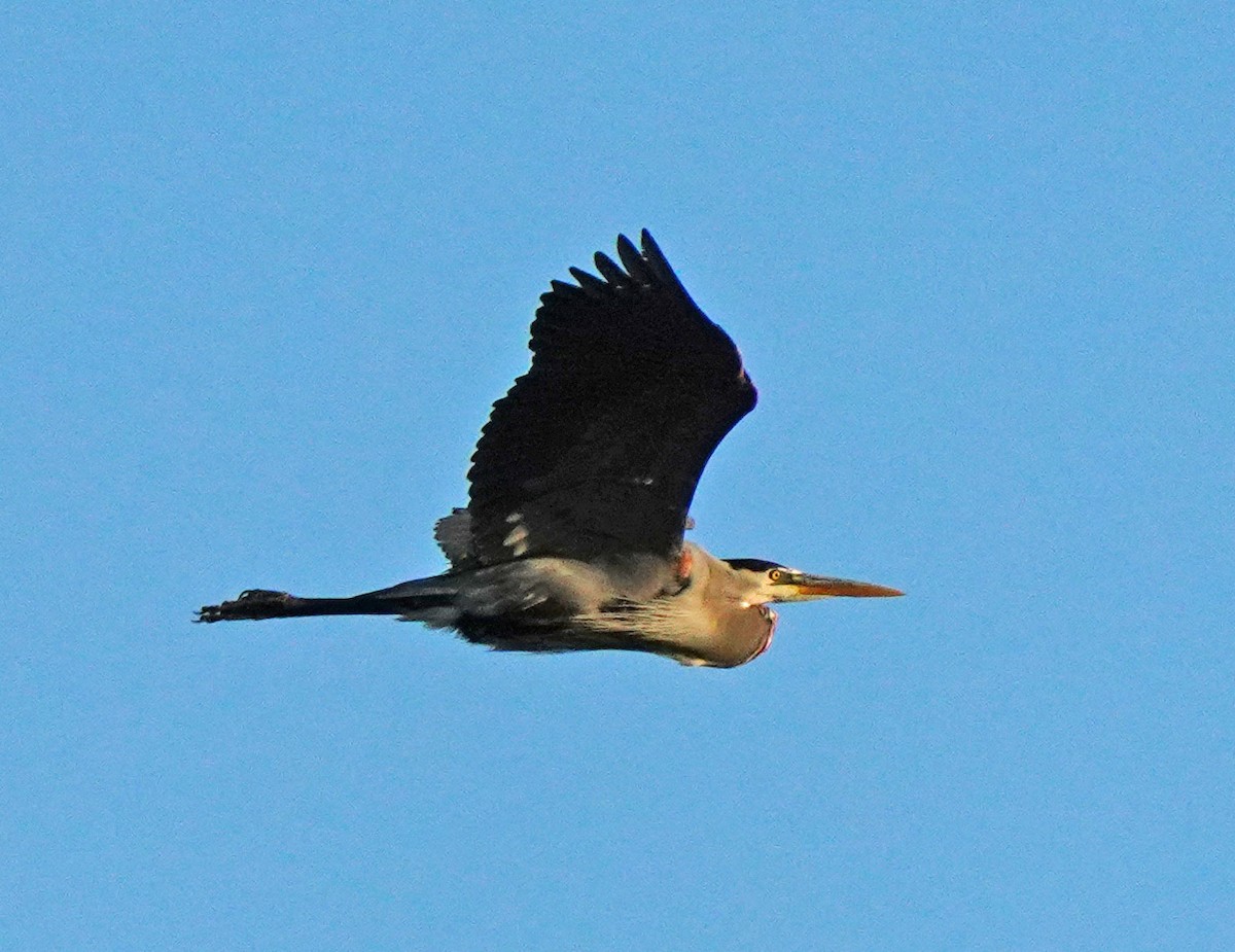 Great Blue Heron - Barbara Leary