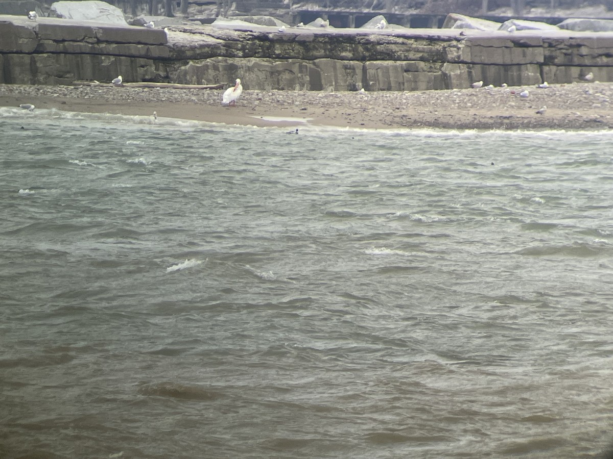 American White Pelican - ML617336479