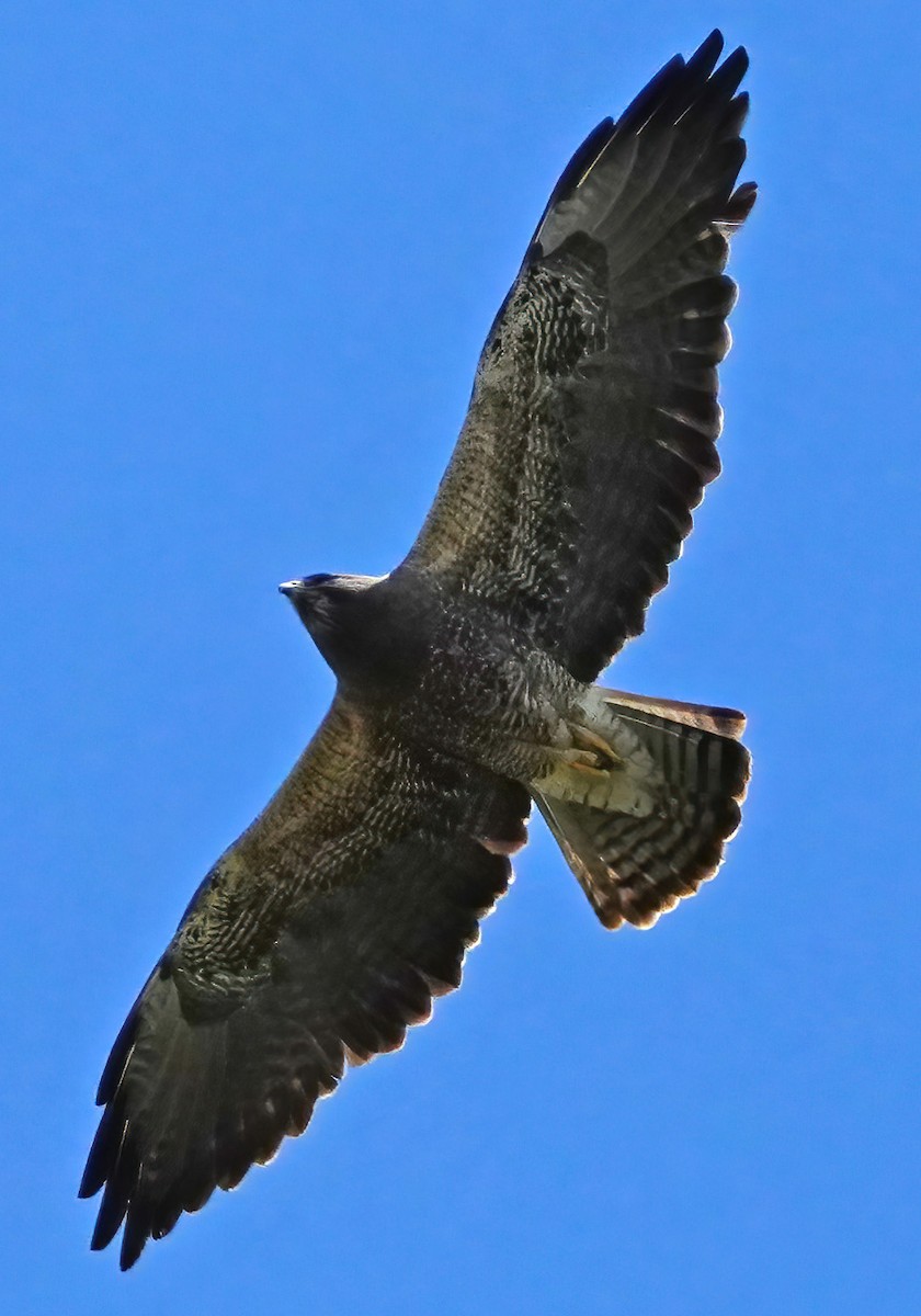 Swainson's Hawk - ML617336525