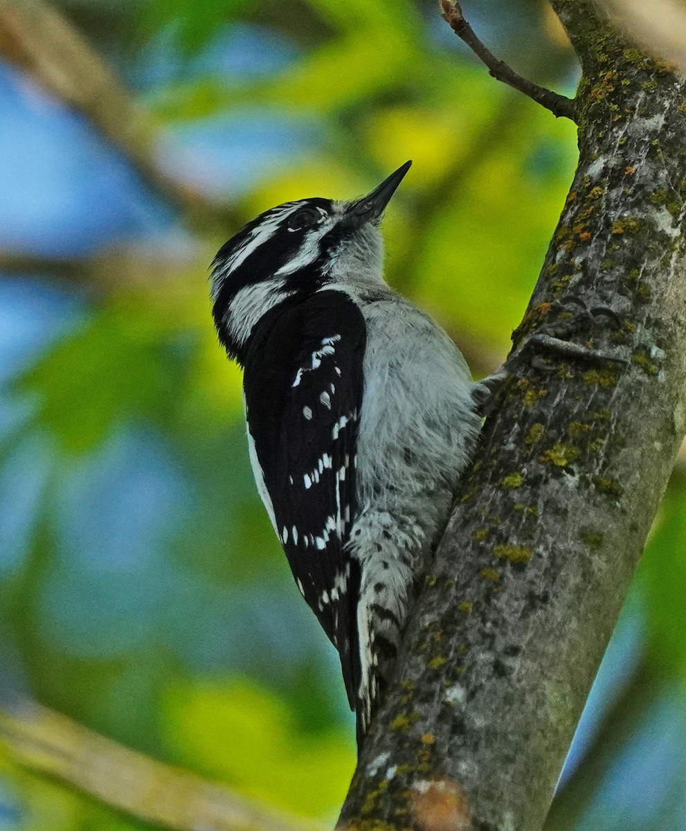 Downy Woodpecker - ML617336542