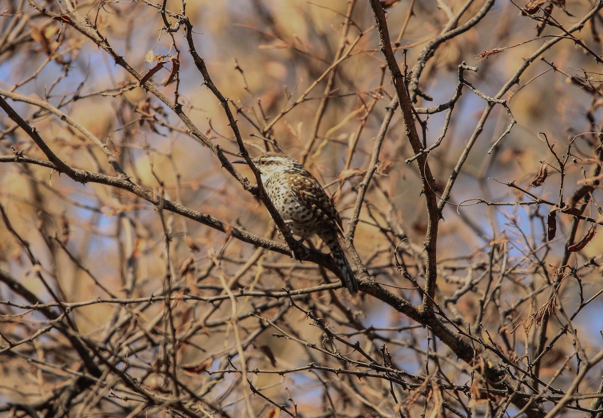 Boucard's Wren - ML617336552