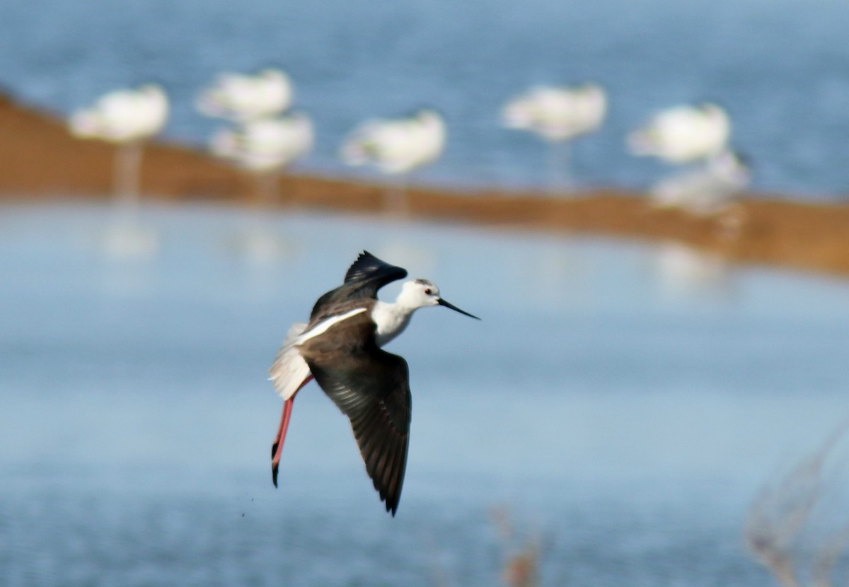 Black-winged Stilt - ML617336553