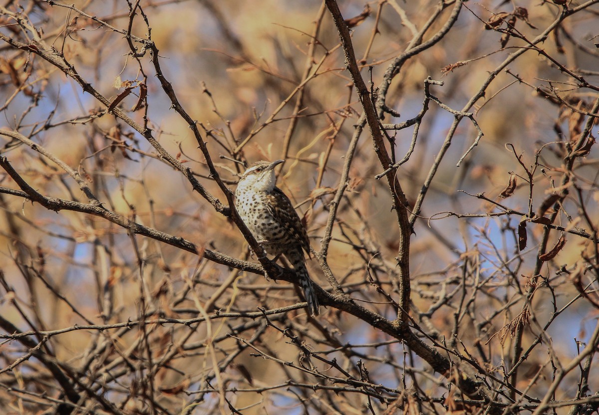 Boucard's Wren - ML617336554