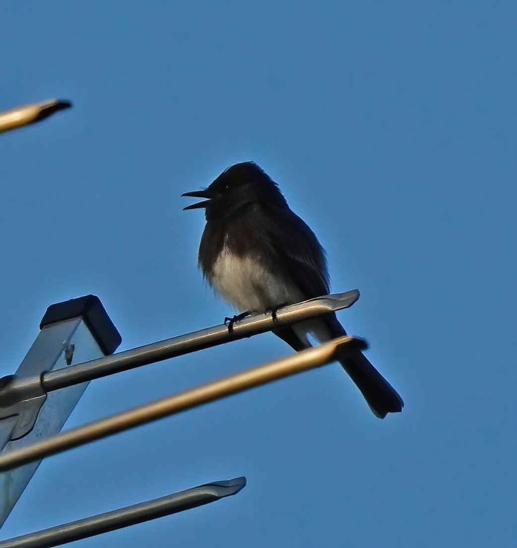 Black Phoebe - ML617336556