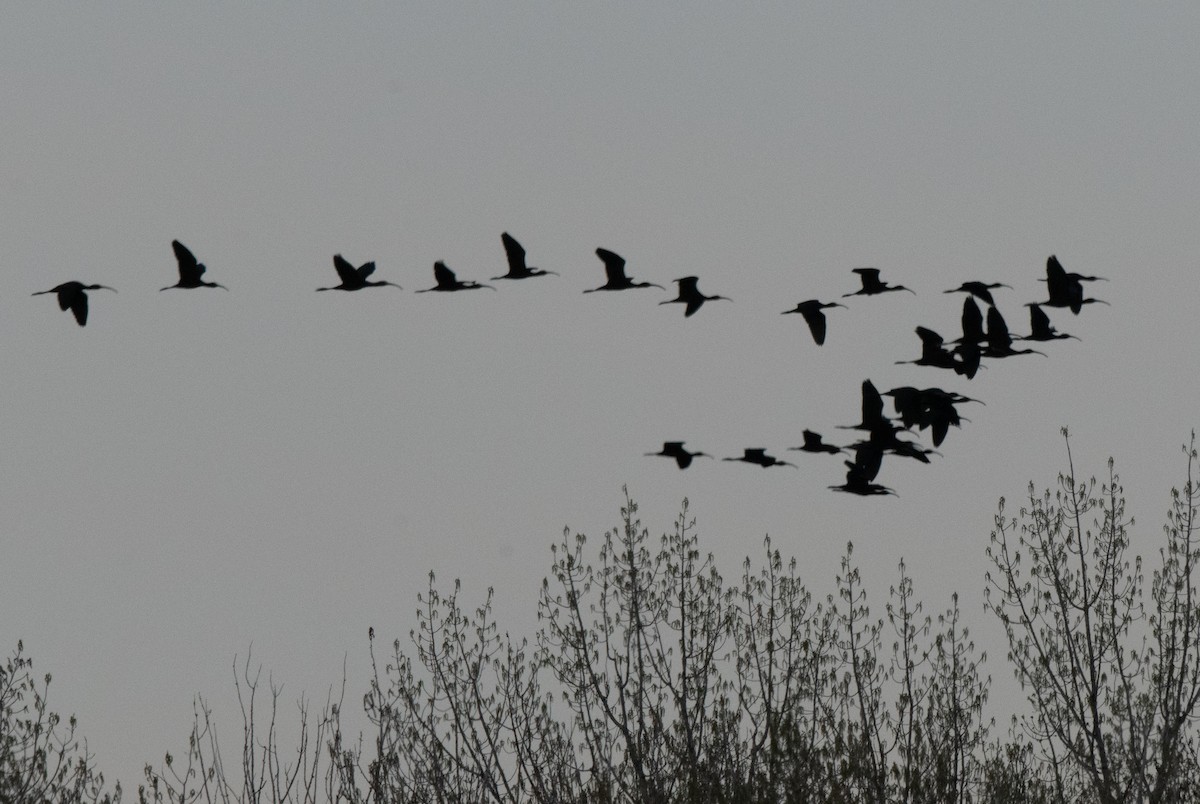 White-faced Ibis - Esther Sumner