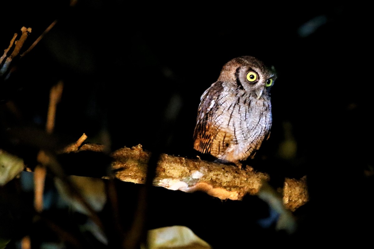 Tropical Screech-Owl - ML617336602