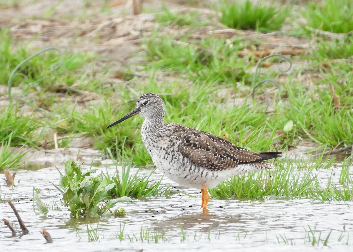 Greater Yellowlegs - Natalie Rodgers