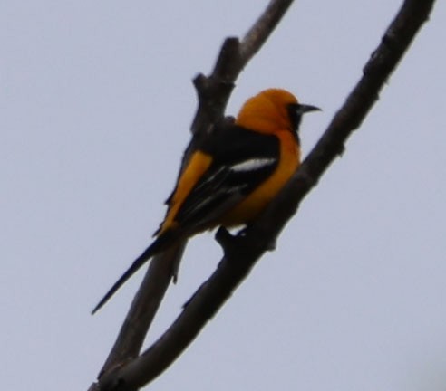 Hooded Oriole - Diane Etchison