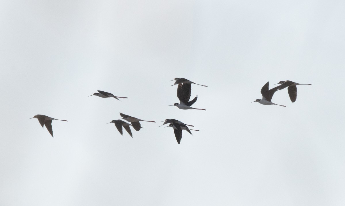 Black-necked Stilt (Black-necked) - ML617336637