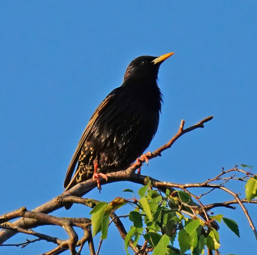 European Starling - Barbara Leary