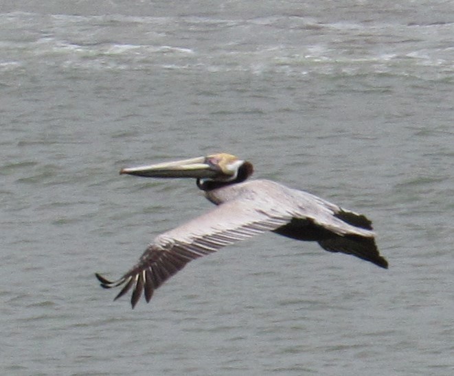 Brown Pelican - ML617336672