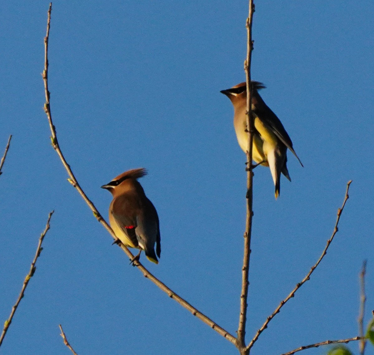 Cedar Waxwing - ML617336691