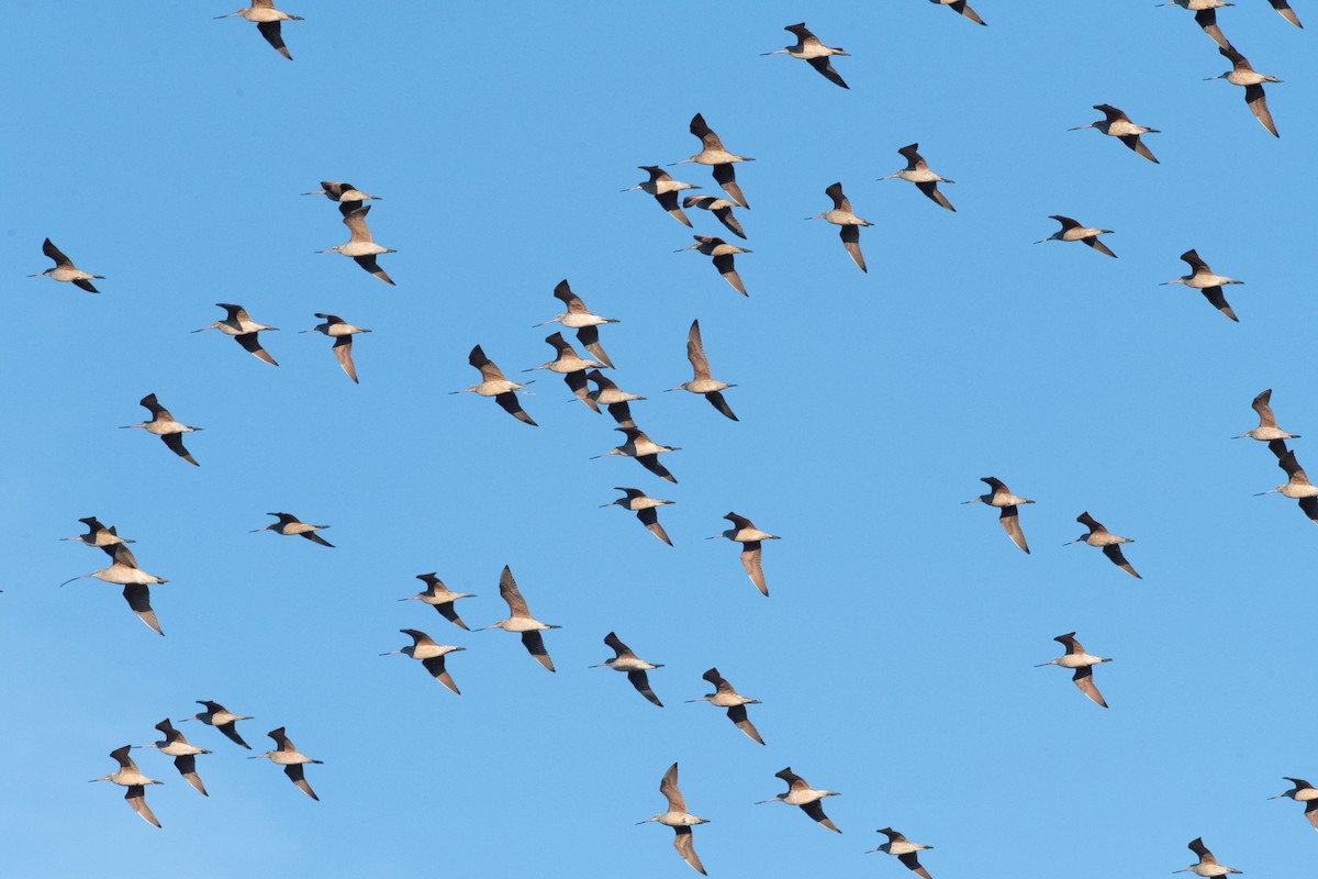 Marbled Godwit - Esther Sumner