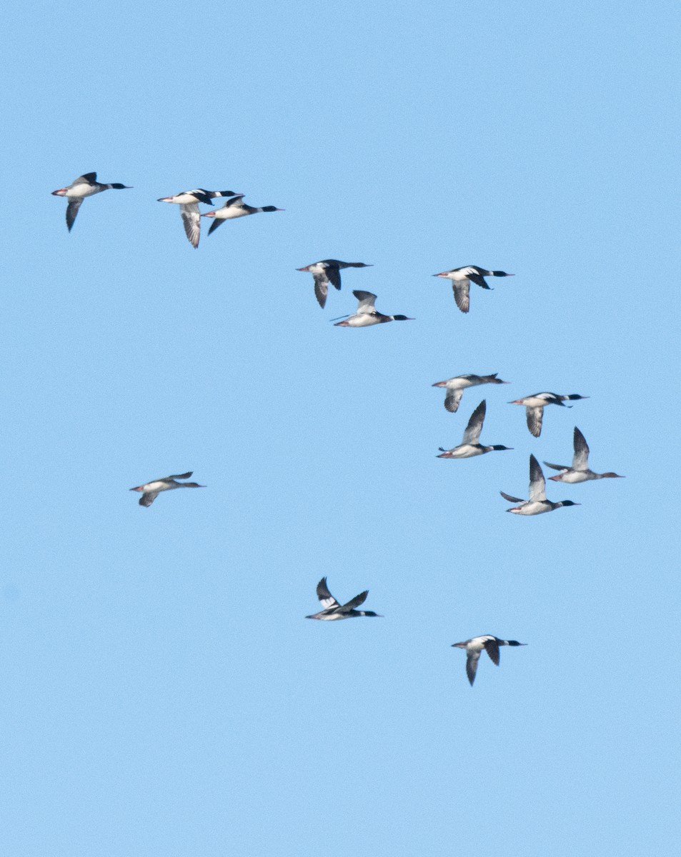 Red-breasted Merganser - Esther Sumner