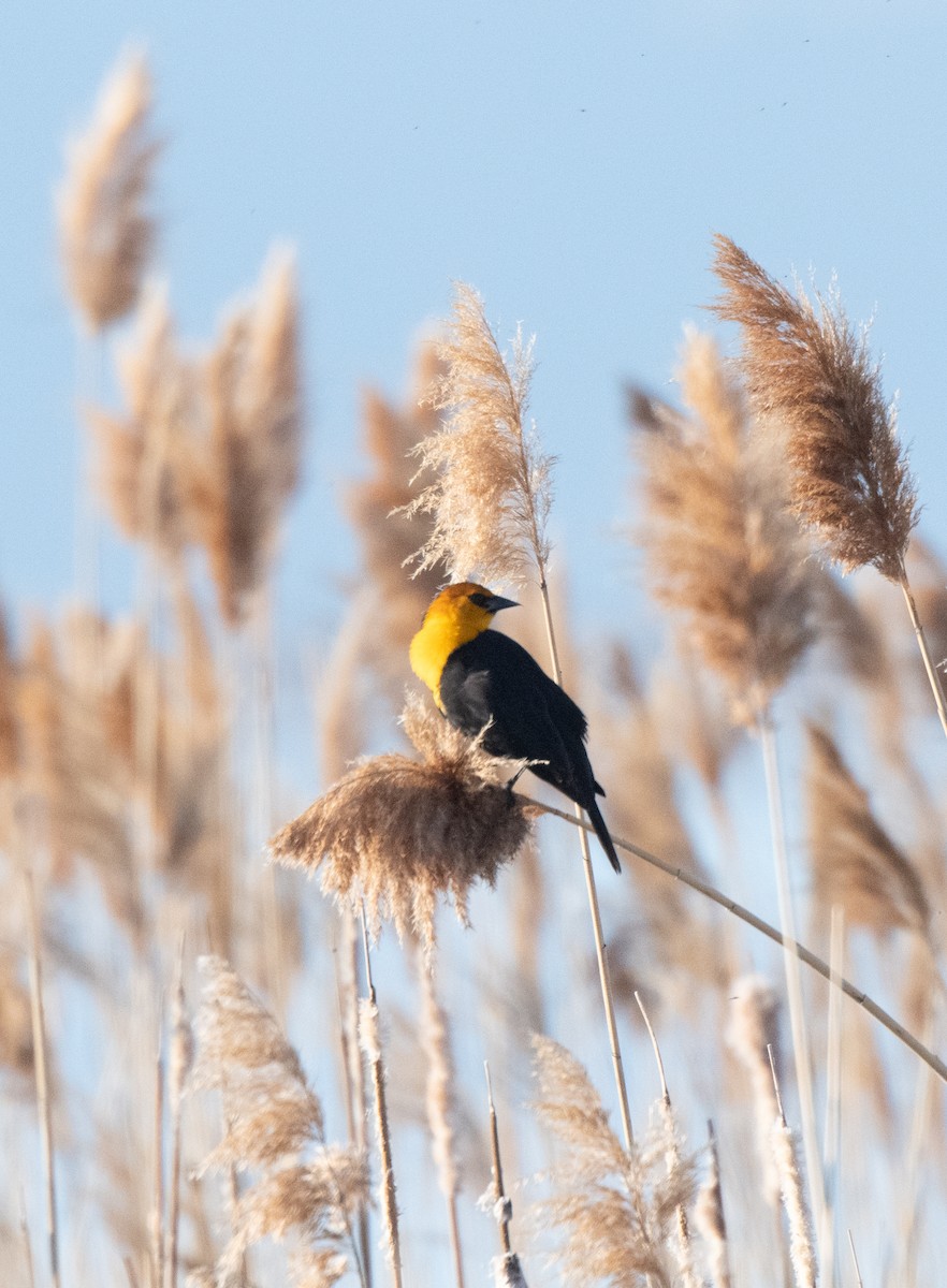 Yellow-headed Blackbird - Esther Sumner