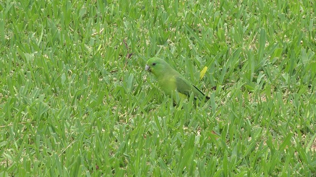 Blauflügel-Sperlingspapagei - ML617336778