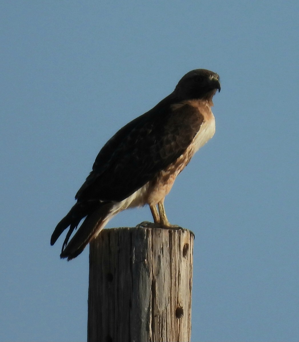 Red-tailed Hawk - ML617336794