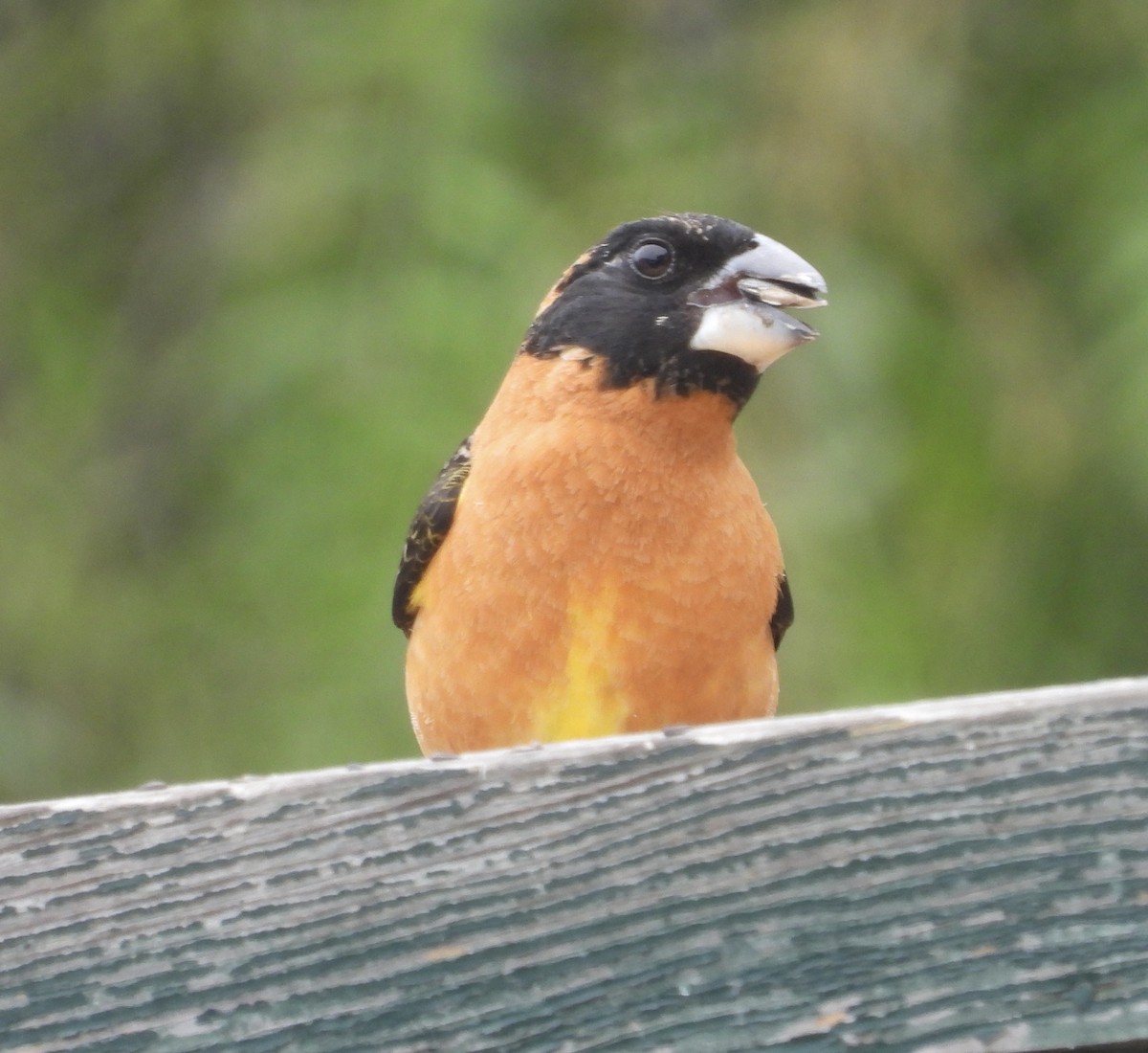 Black-headed Grosbeak - ML617336805