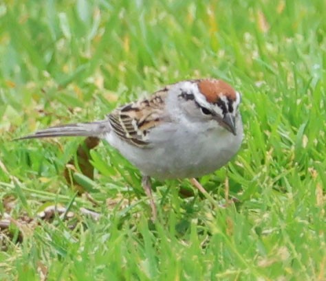 Chipping Sparrow - Diane Etchison