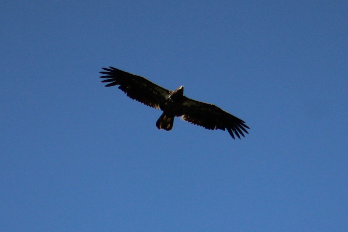 Bald Eagle - ML617336857