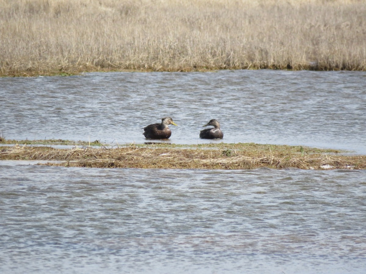 American Black Duck - Eric  Newton