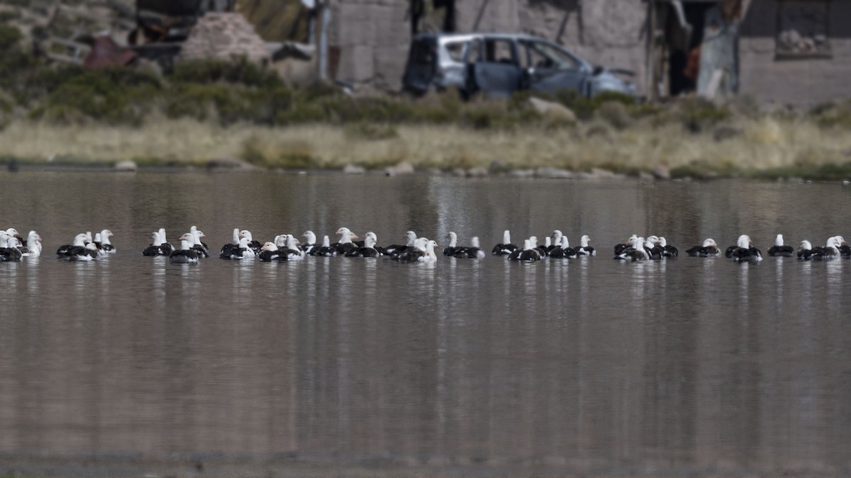 Andean Goose - ML617336863