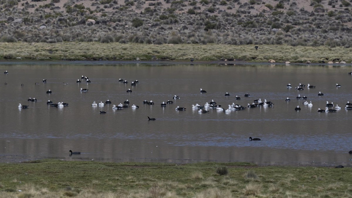 Andean Goose - ML617336864