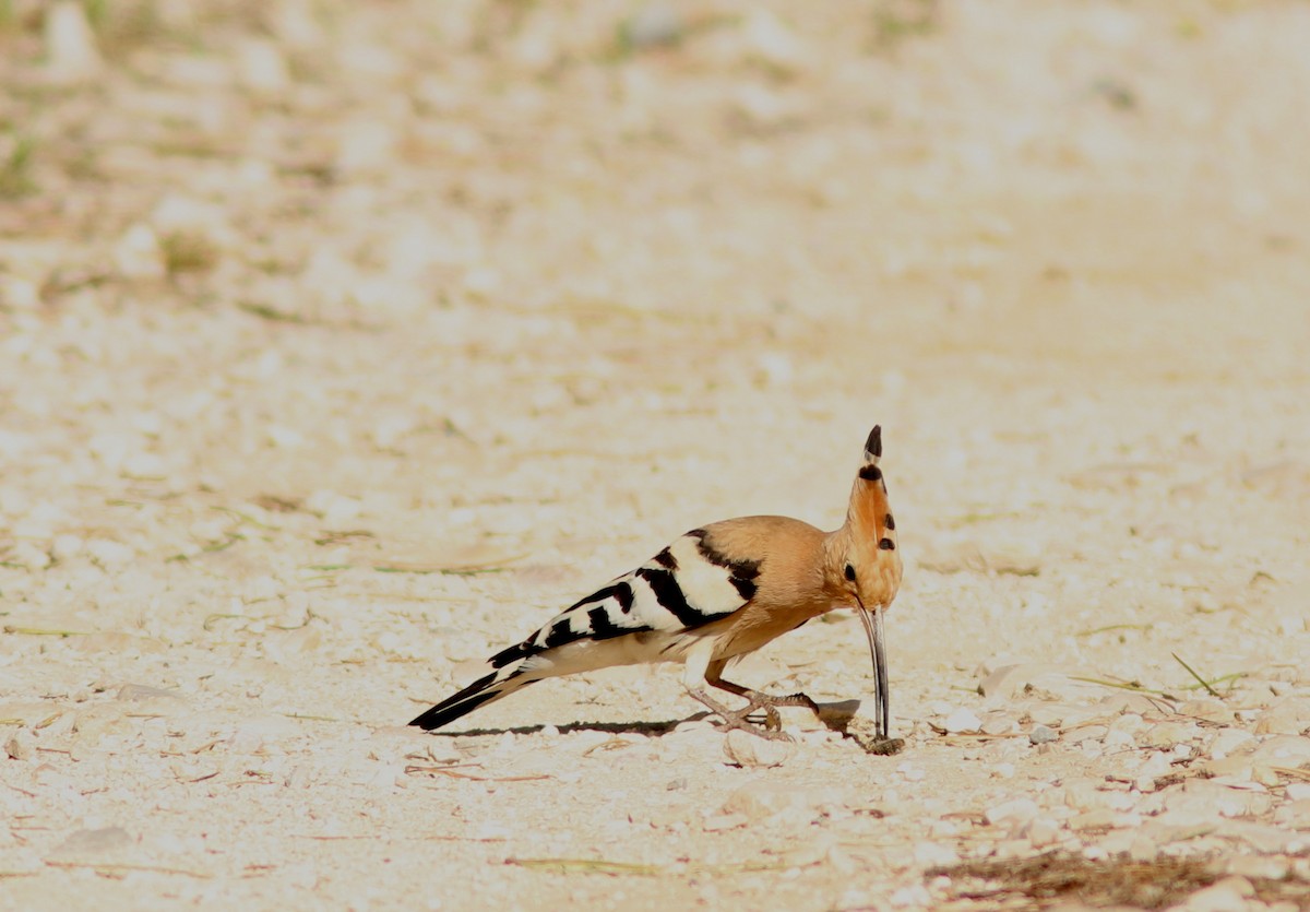 Eurasian Hoopoe - Real Gauthier