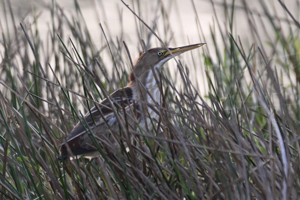 Least Bittern - Simon Artuch