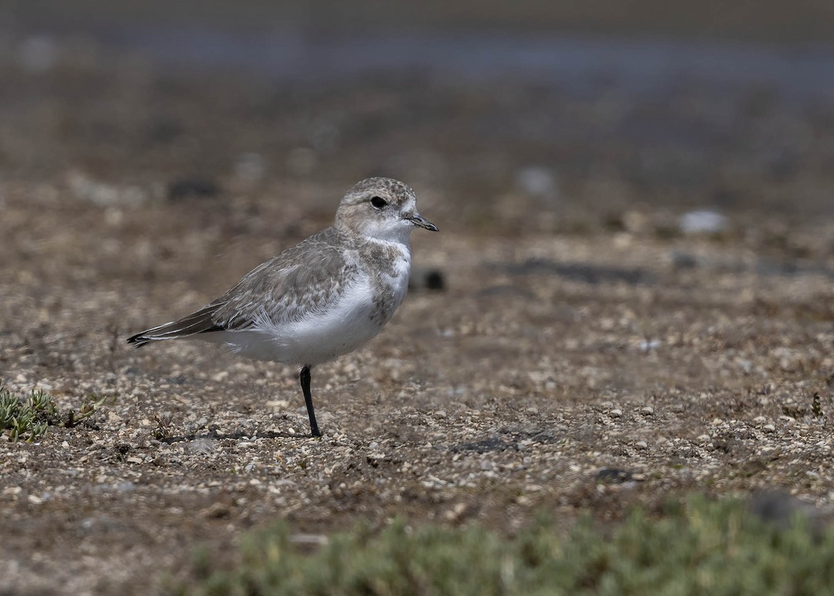 Puna Plover - ML617336888