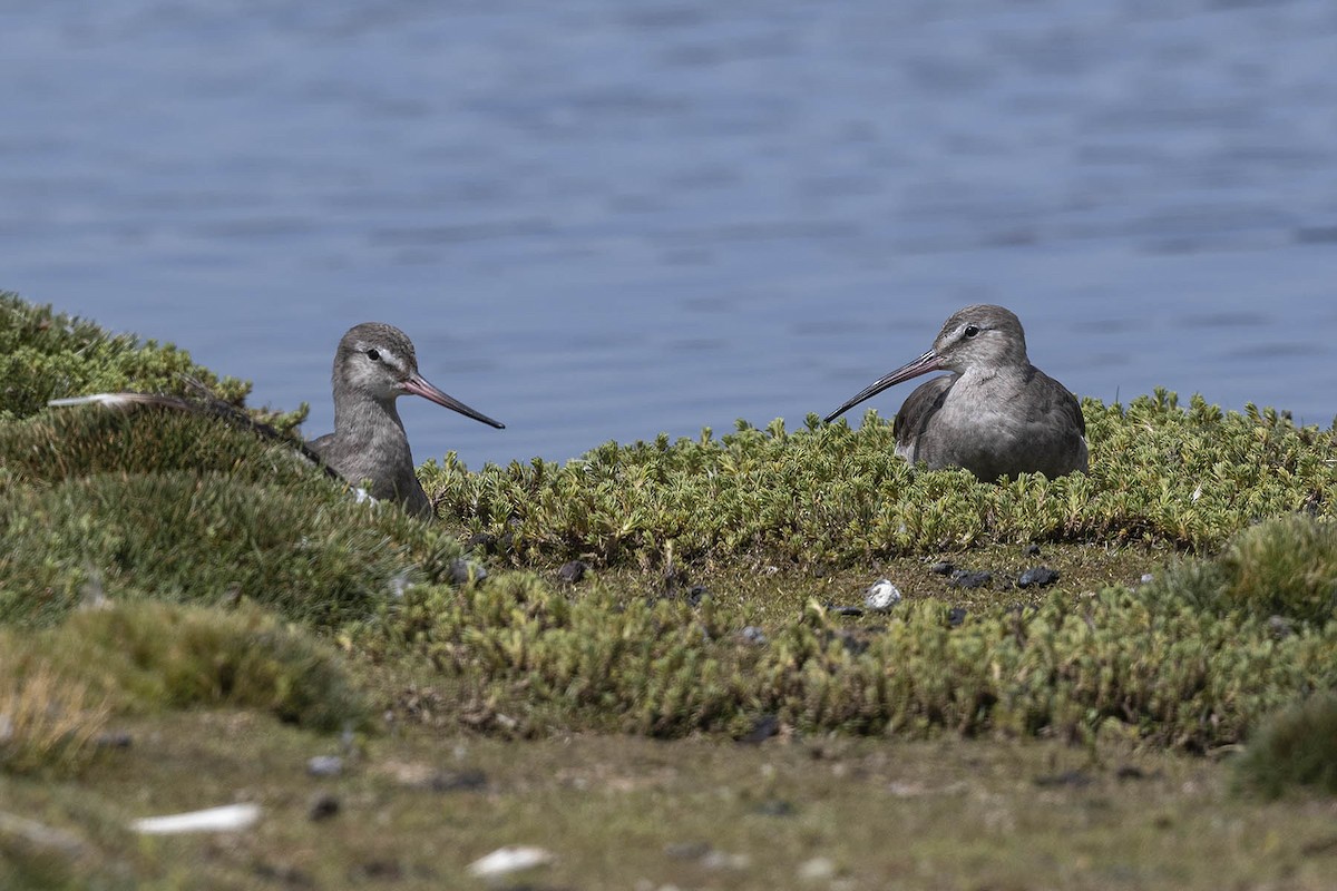 Hudsonian Godwit - ML617336929