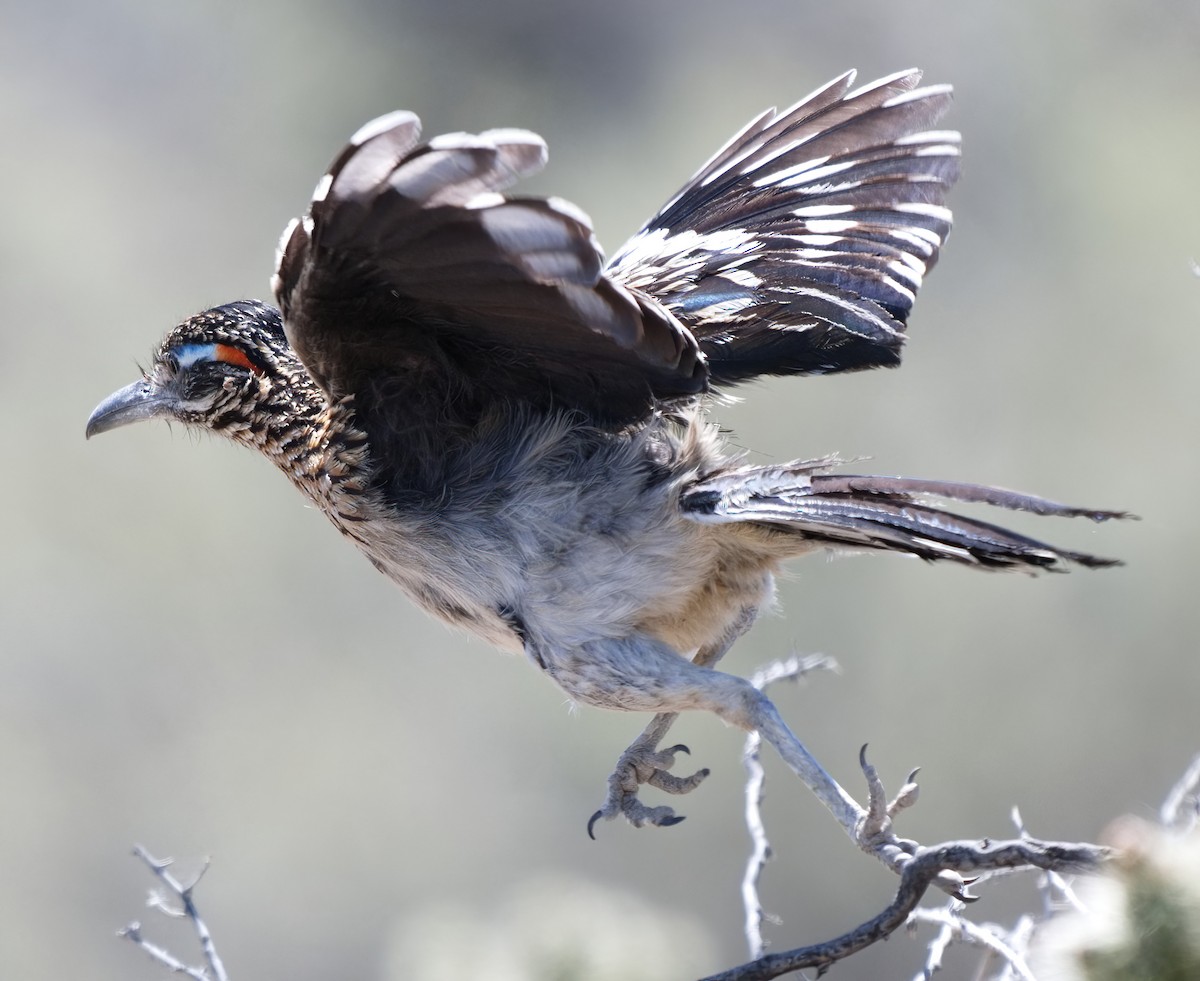 Greater Roadrunner - DAB DAB