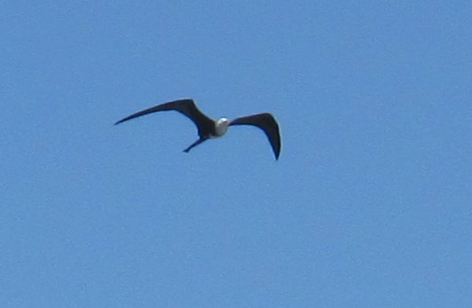 Magnificent Frigatebird - ML617336940