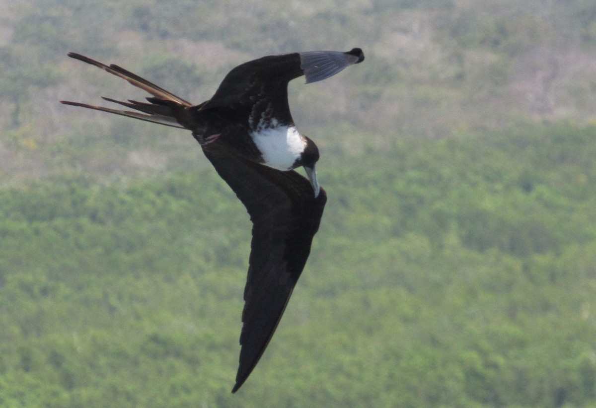 Magnificent Frigatebird - ML617336941