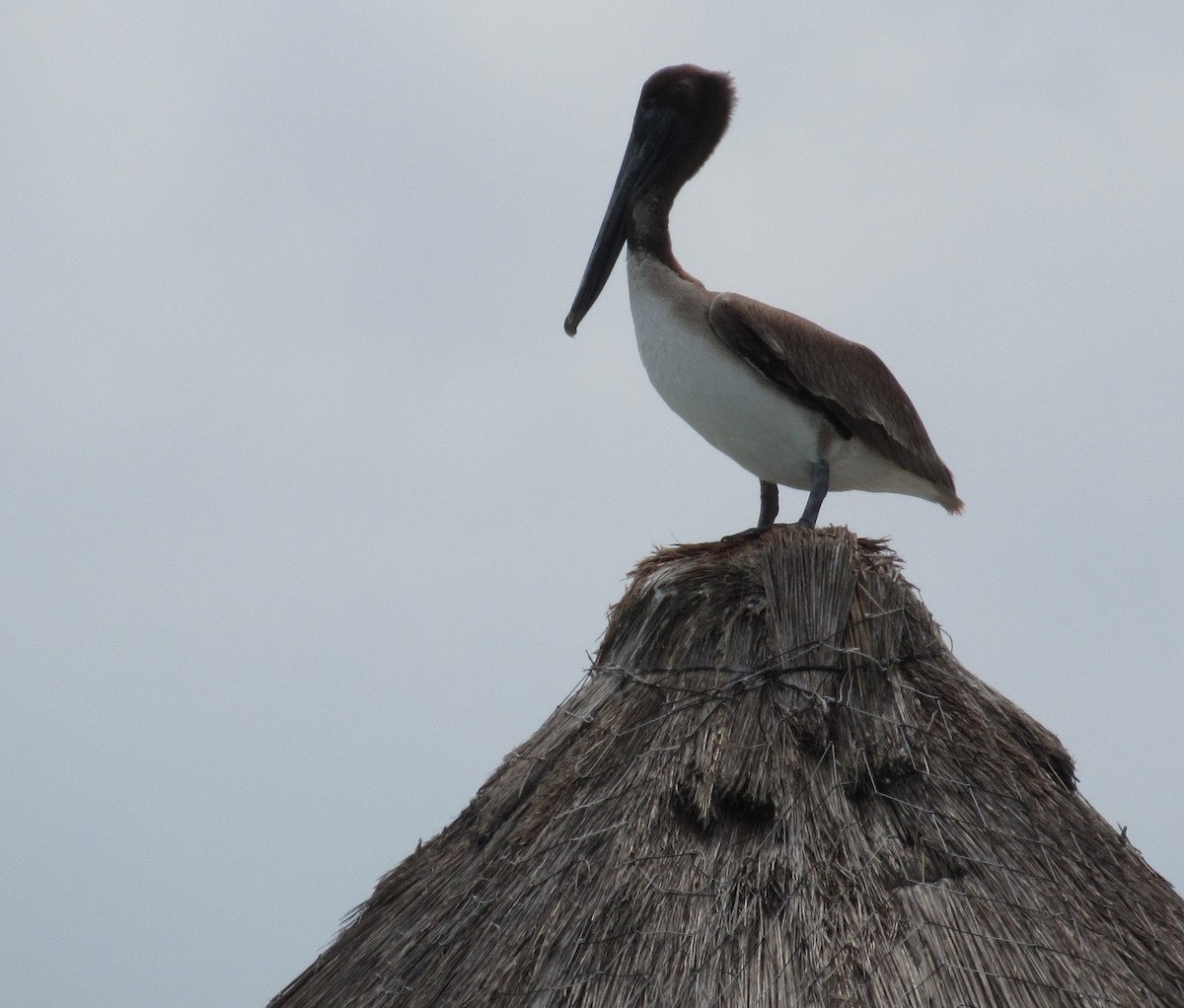 Brown Pelican - ML617336970