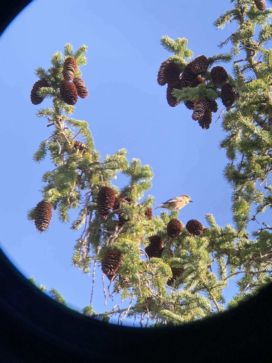Red Crossbill - ML617337003