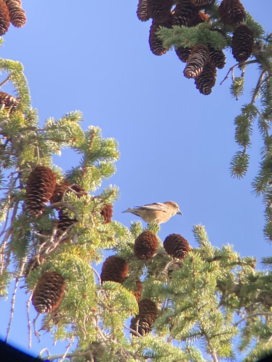 Red Crossbill - ML617337004