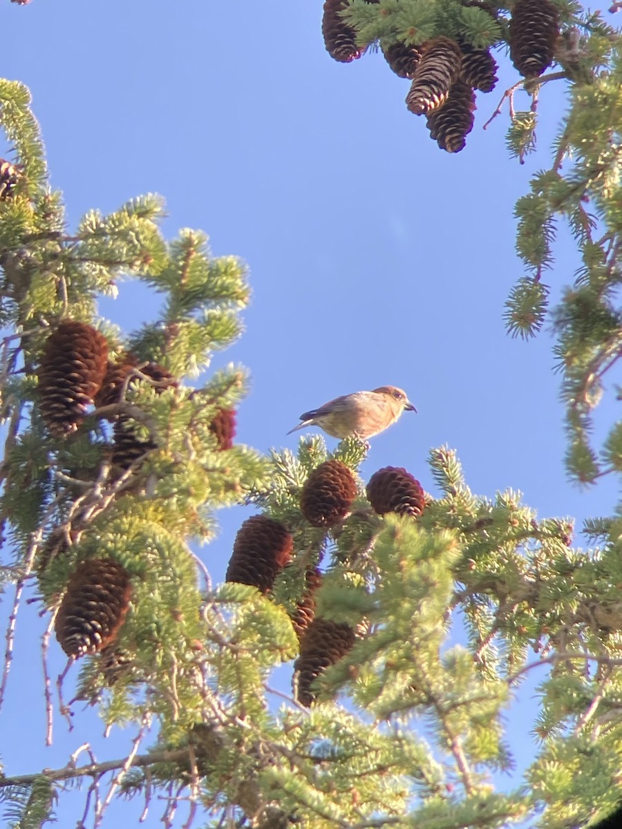 Red Crossbill - ML617337006