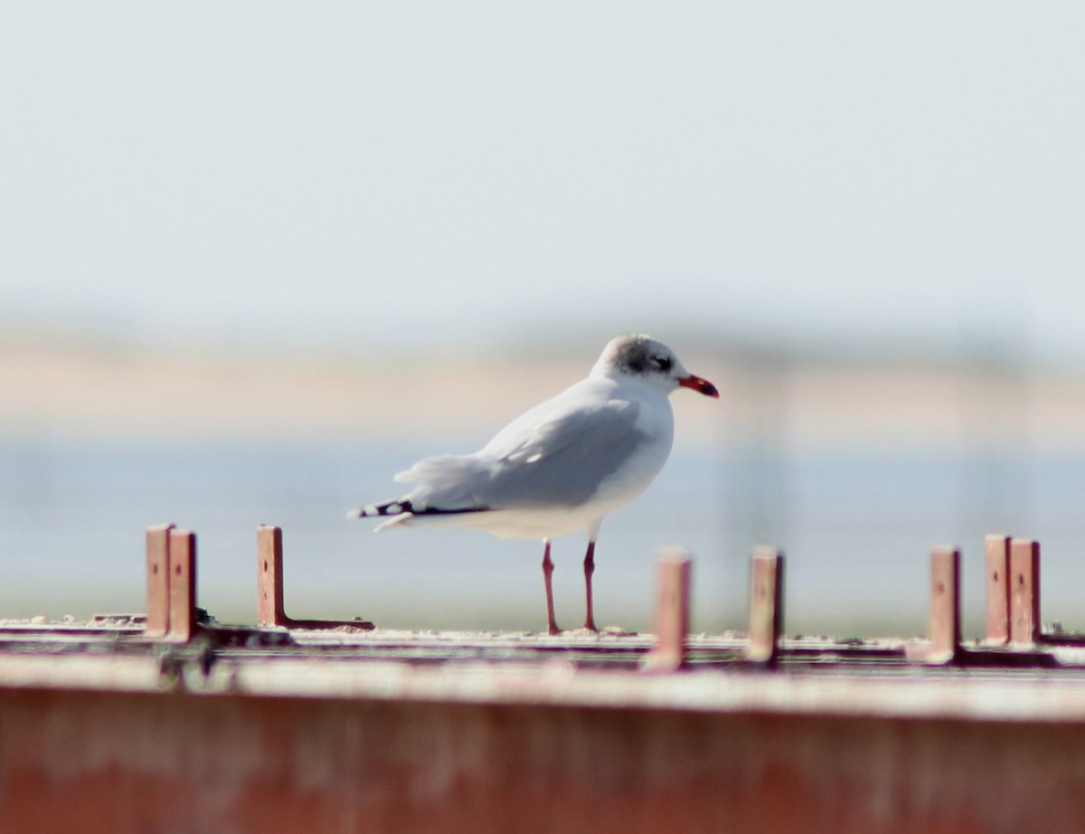 Mouette mélanocéphale - ML617337015