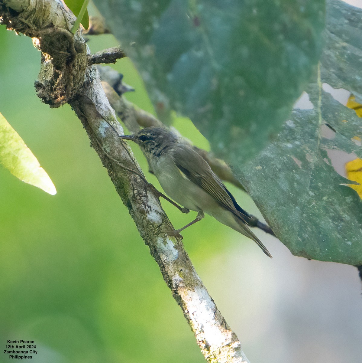 Arctic/Kamchatka Leaf Warbler - ML617337034