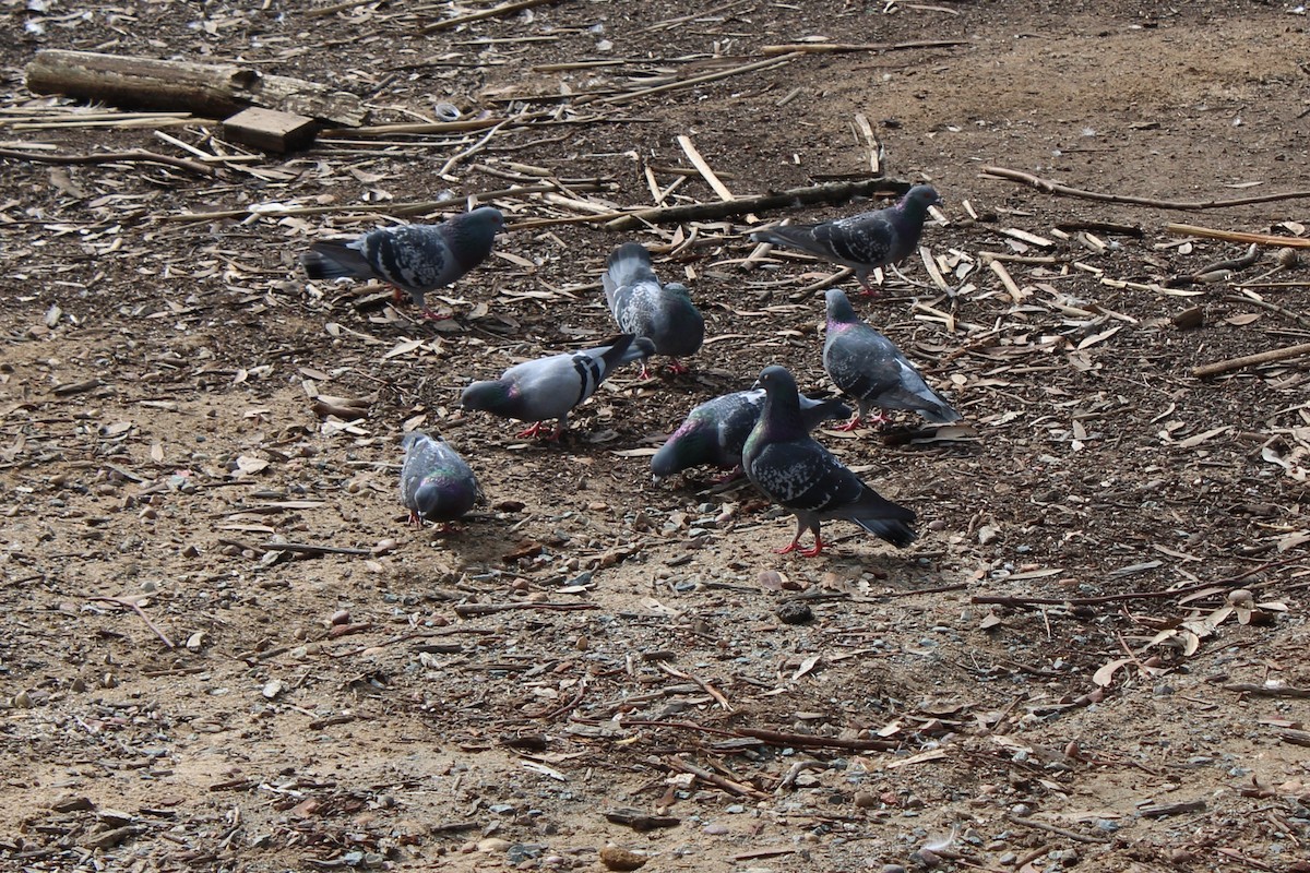 Rock Pigeon (Feral Pigeon) - ML617337039