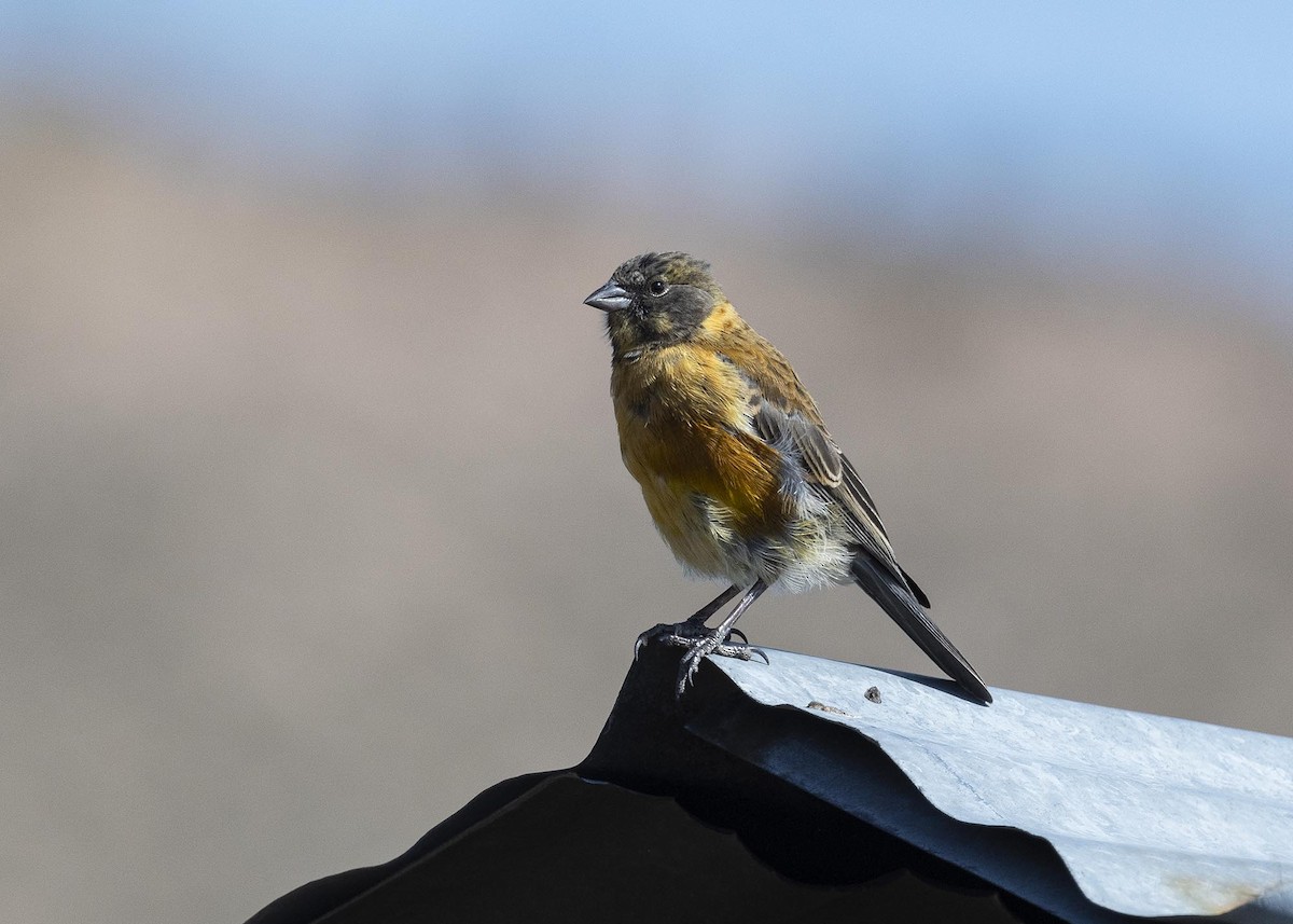 Black-hooded Sierra Finch - ML617337054