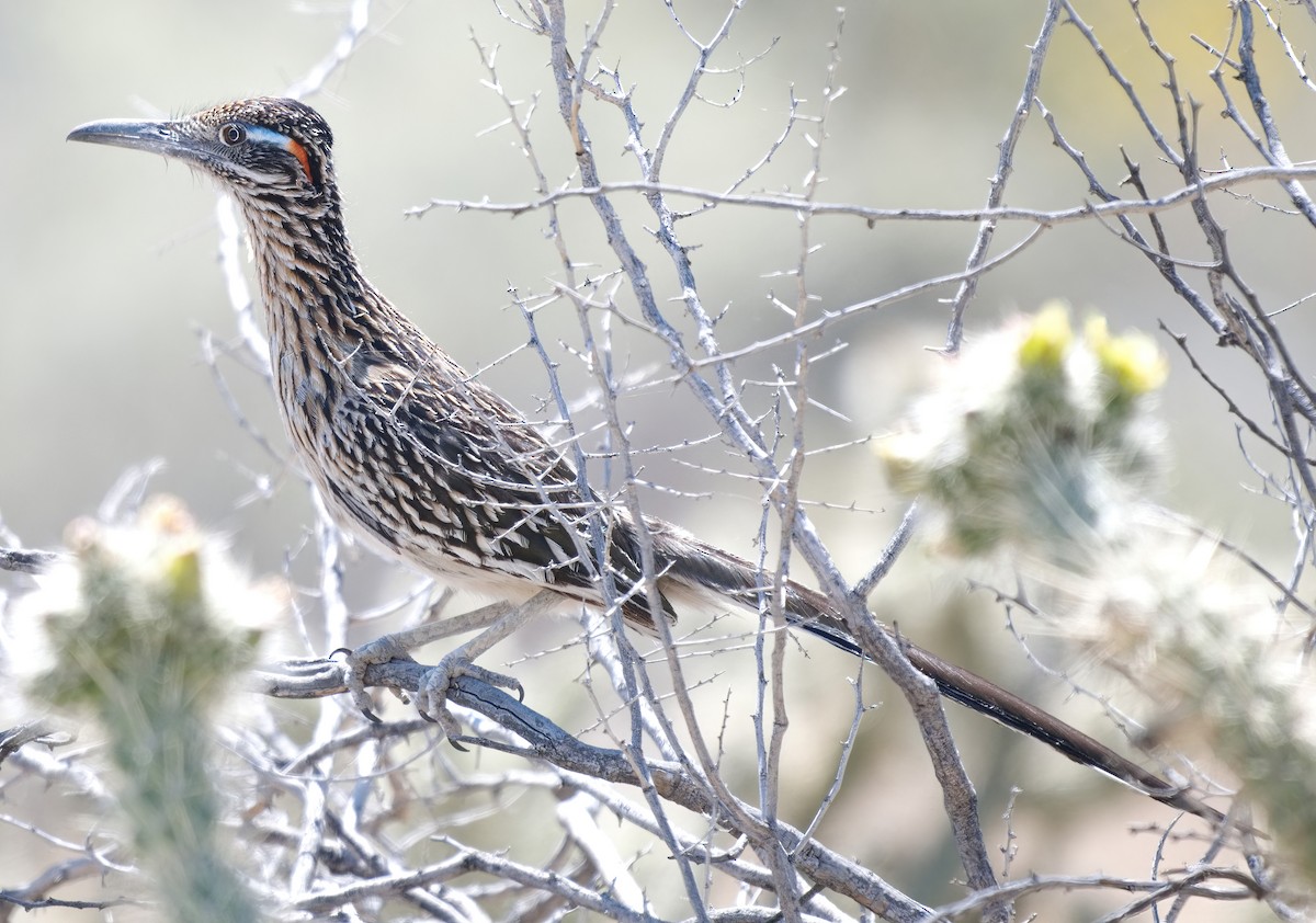 Greater Roadrunner - DAB DAB