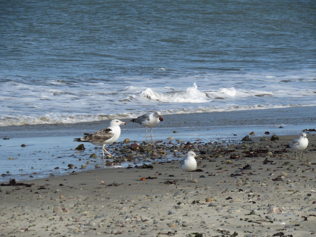 Great Black-backed Gull - Eric  Newton