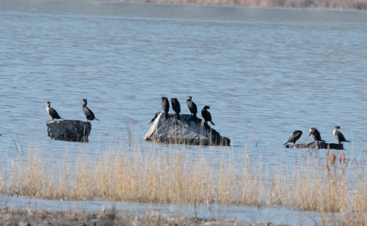 Double-crested Cormorant - Esther Sumner