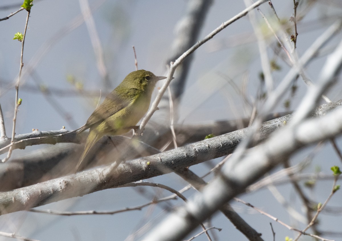 Orange-crowned Warbler - Esther Sumner